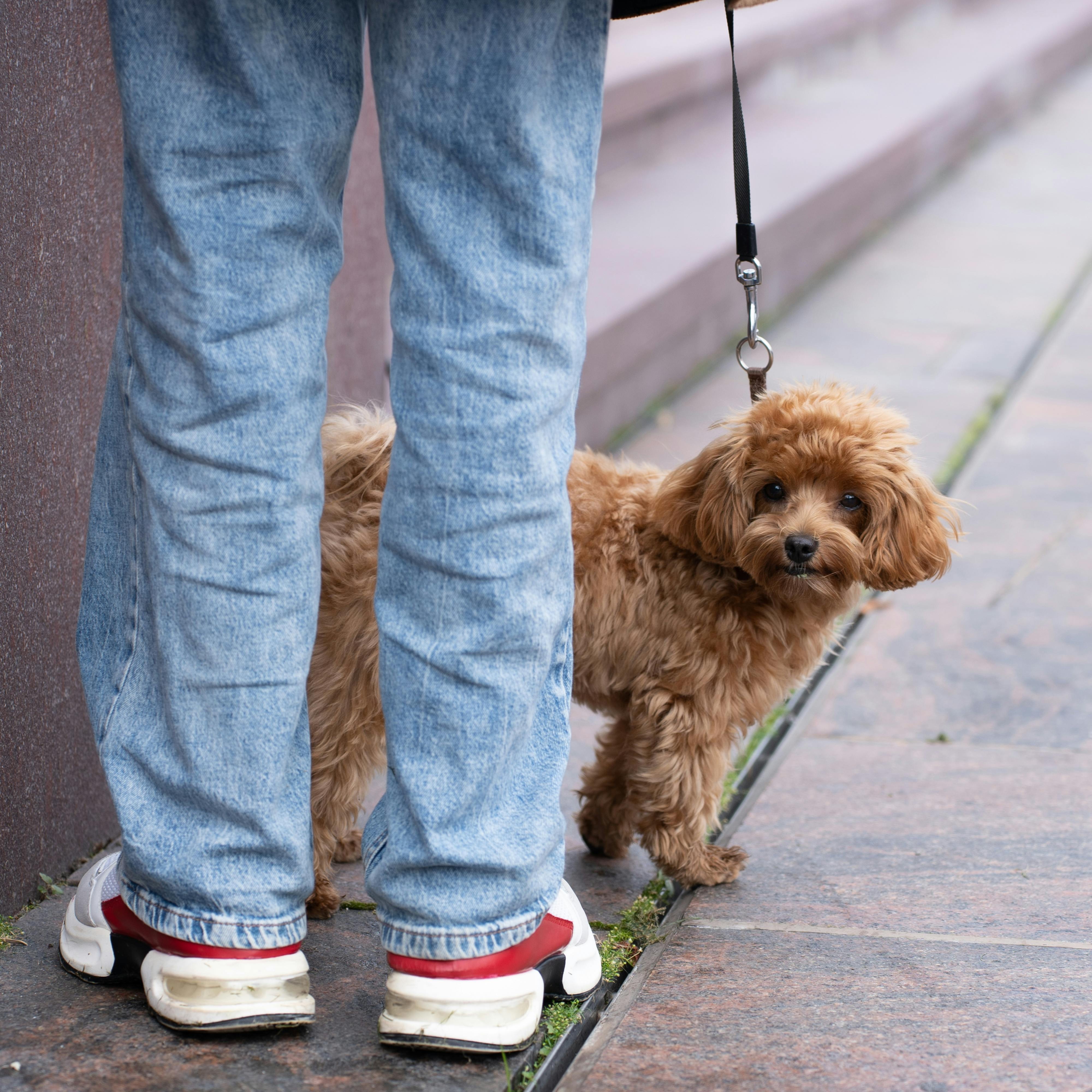 Dog being walked